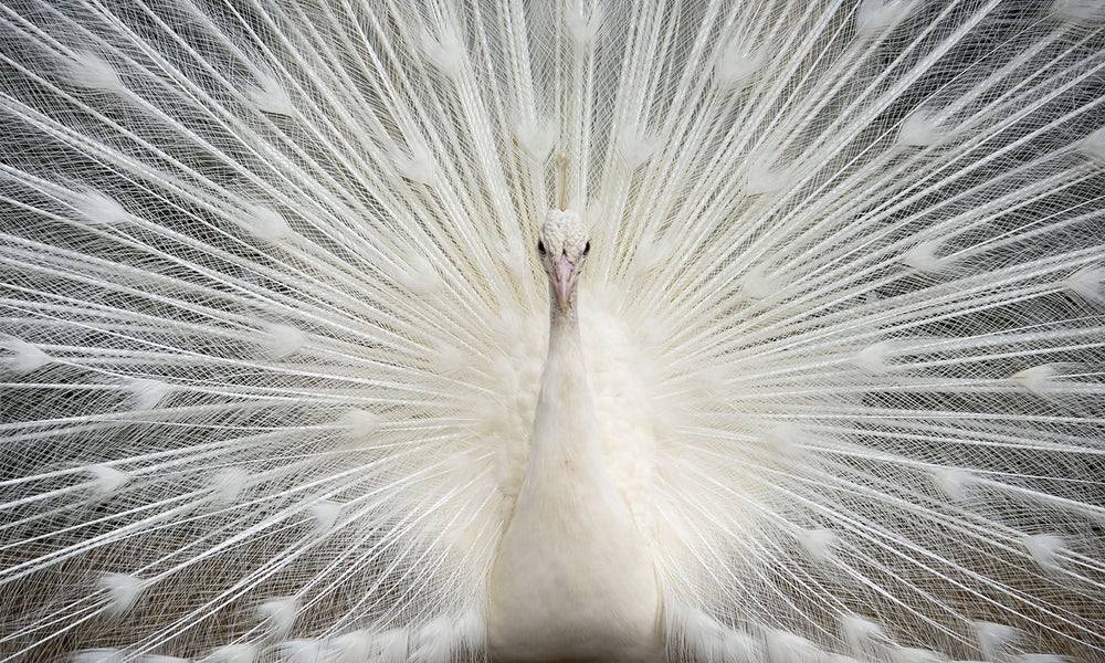 White Peacock w/ Crystals Glass Wall Art