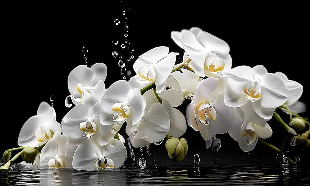Waterdrop Orchid